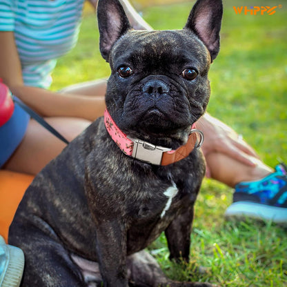 Chic Floral Dog Collar - Stylish and Comfortable for Your Furry Friend